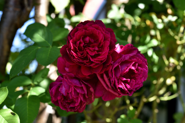18 Rose 'Duke of Edinburgh' schattig