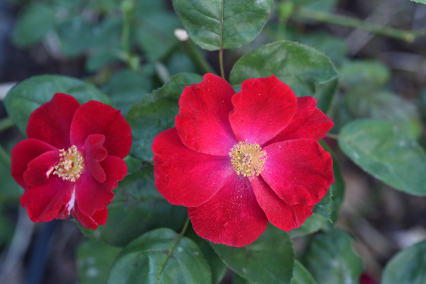 19 Rose 'Dusky Maiden'