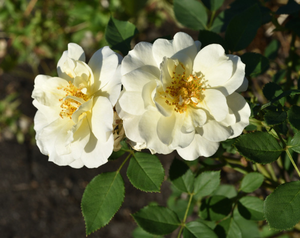 20 Rose 'Petit Canard'