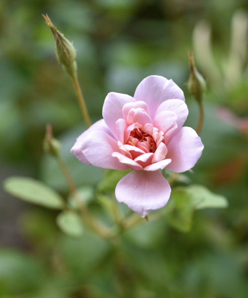 21 Rose Perle d'Or'