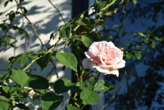 22 Rose 'Gloire de Dijon' frisch