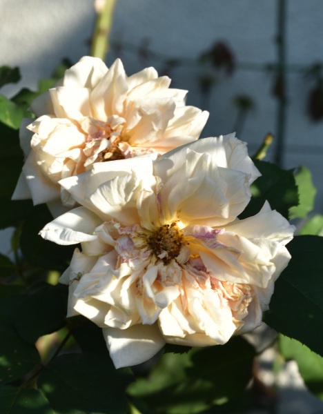 23 Rose 'Gloire de Dijon' vergehend