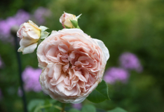 01 Rose 'Abraham Darby'