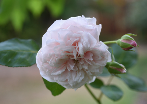 02 Rose 'Souvenir de la Malmaison'