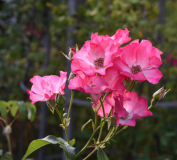 07 Rose 'Sadler's Wells'