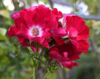 08 Rose 'Dortmund'