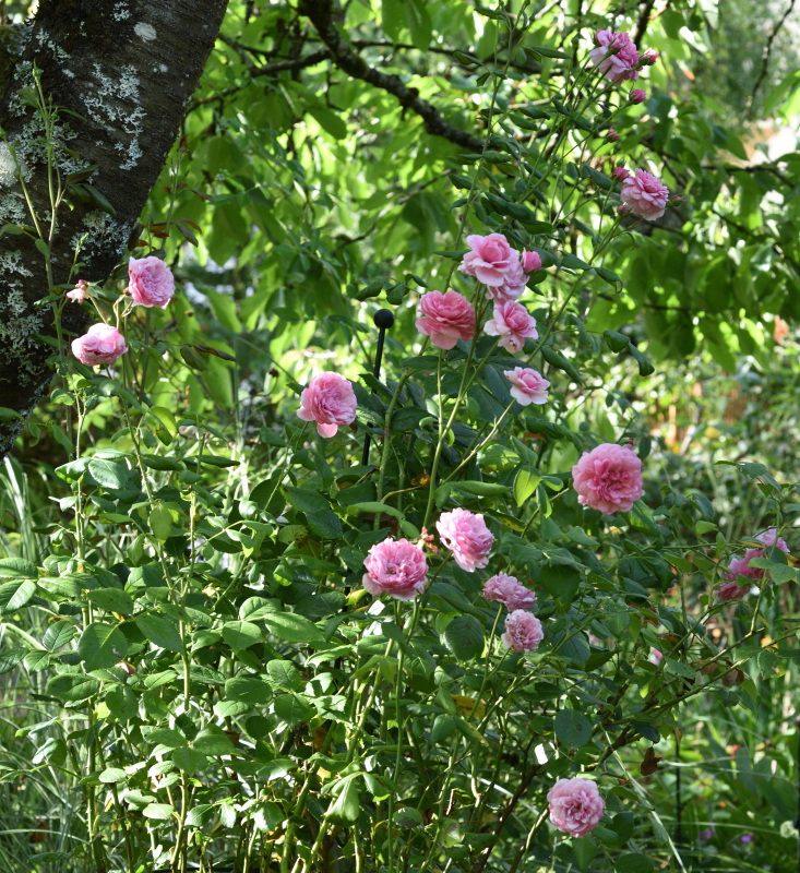 09 Rose 'Roseninsel'