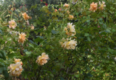 13 Rose 'Autumn Sunset'