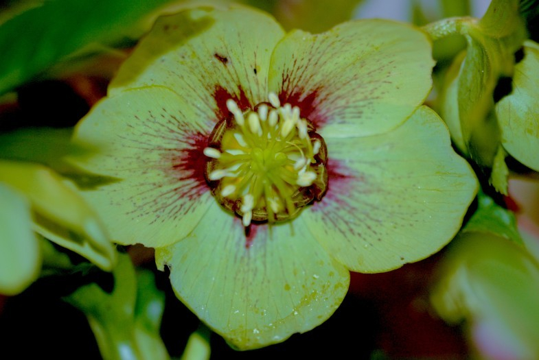 Helleborus 1