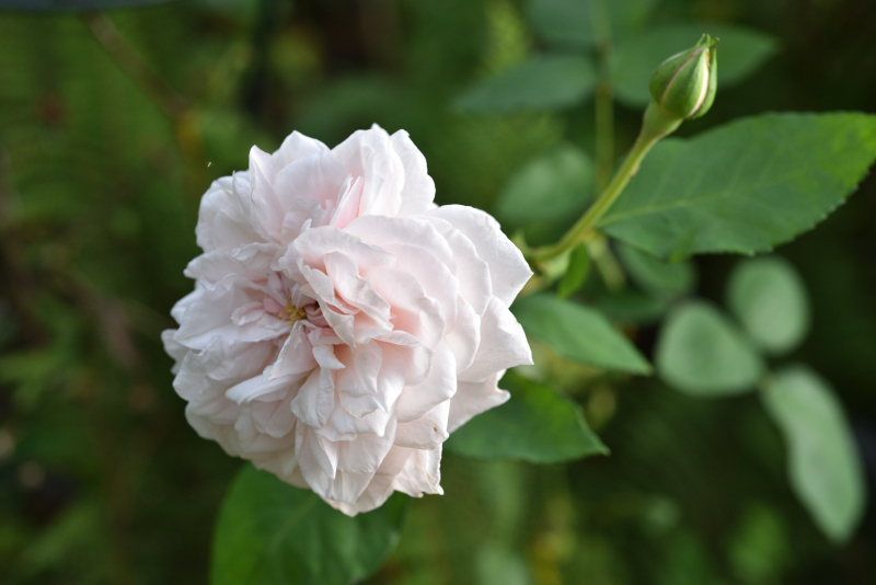 Rose SdlM nicht Sidonie
