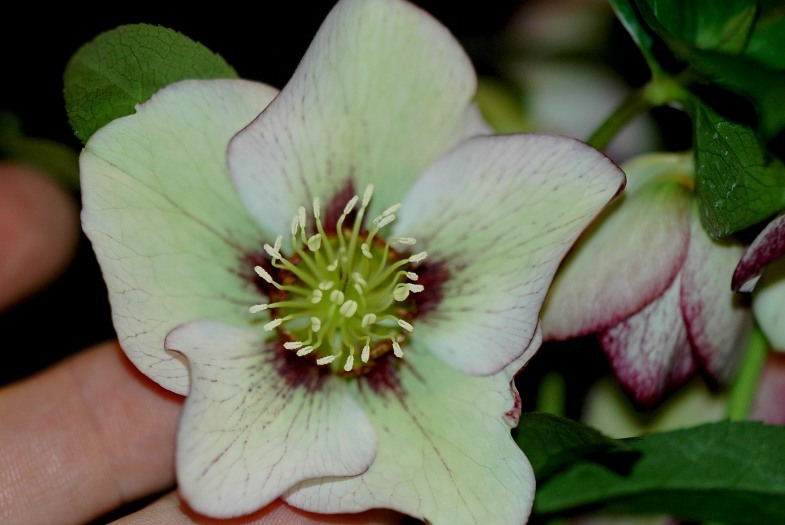 Helleborus 2