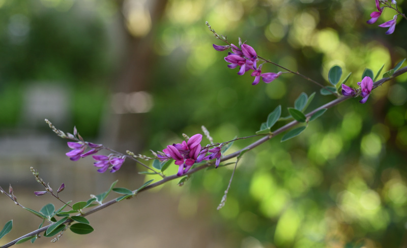 Lespedeza thunbergii Blütebeginn