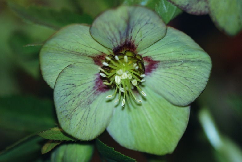 Helleborus 3