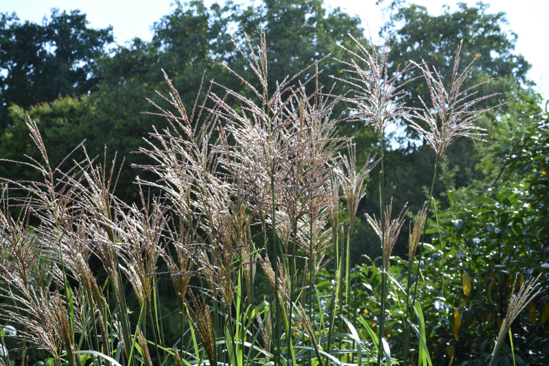 Miscanthus 'Malepartus'