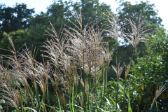 Miscanthus 'Malepartus'