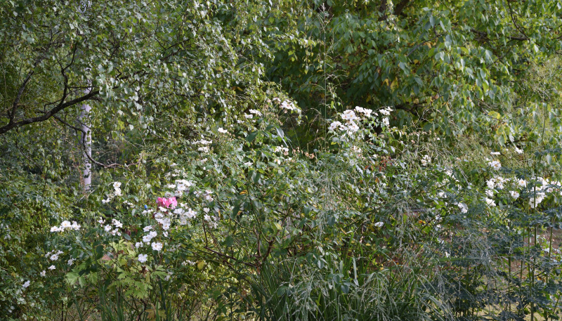 Rose Moonlight mit Umfeld 