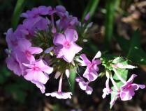 Phlox namenlos