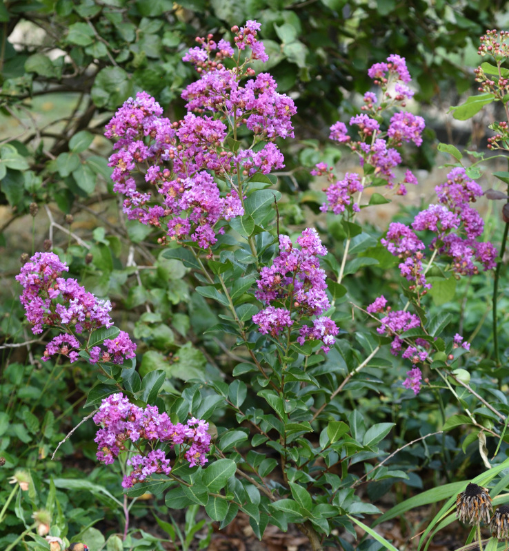 Lagerstroemia 'Zuni'