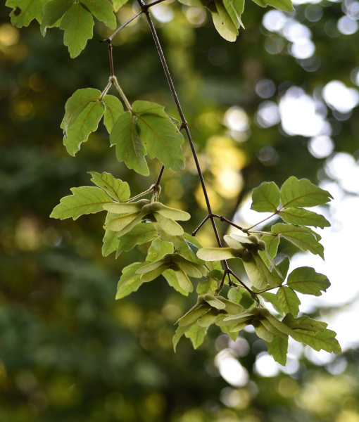 Acer griseum Früchte