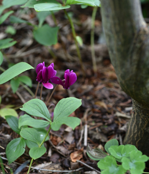 Cyclamen rot