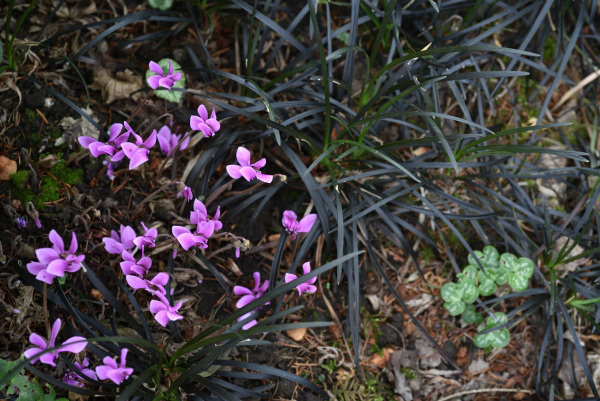Cyclamen mit Schlangenbart