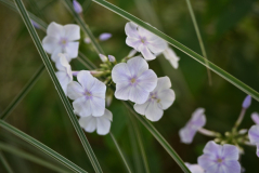 Phlox 'Gräfin von Schwerin'