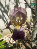 Iris Sambucina