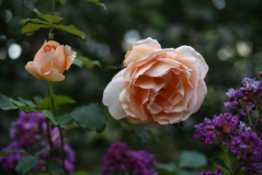 22 Sommerrosen Just Joey