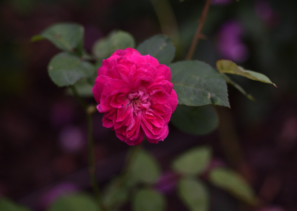 21 Sommerrosen Eugène Beauharnais