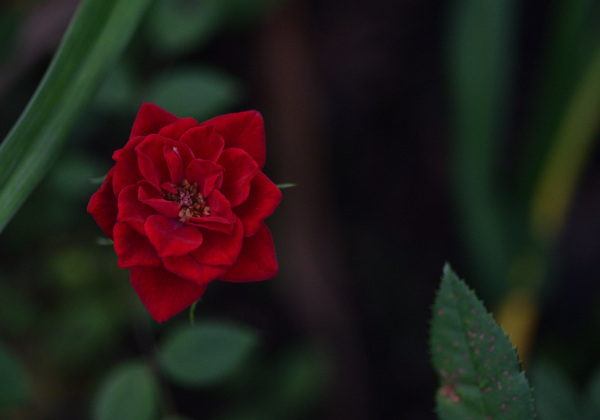 20 Sommerrosen Red Rascal