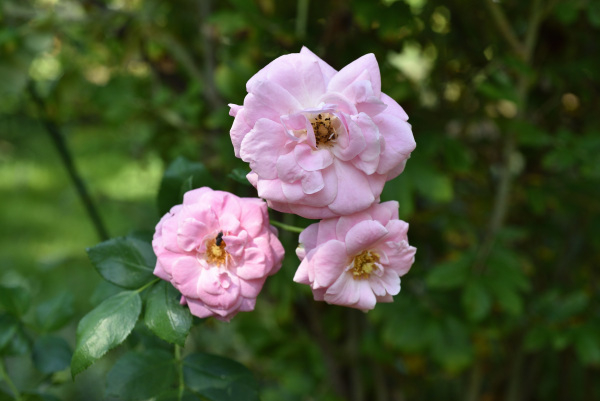19 Sommerrosen Auguste Seebauer