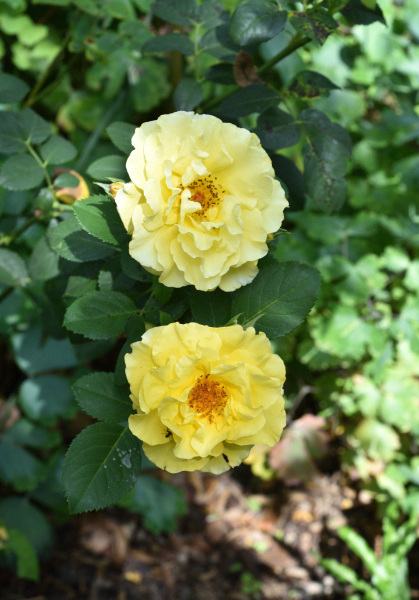 17 Sommerrosen Friesia