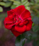 16 Sommerrosen wahrscheinlich Prince Camille de Rohan