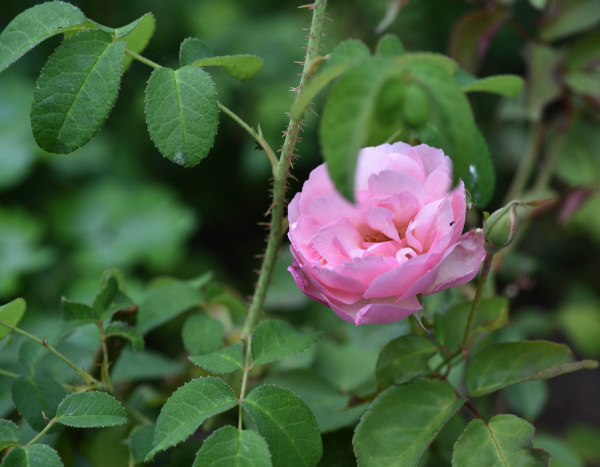 15 Sommerrosen wahrscheinlich Duchesse de Brabant