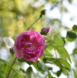 14 Sommerrosen Centenaire de Lourdes