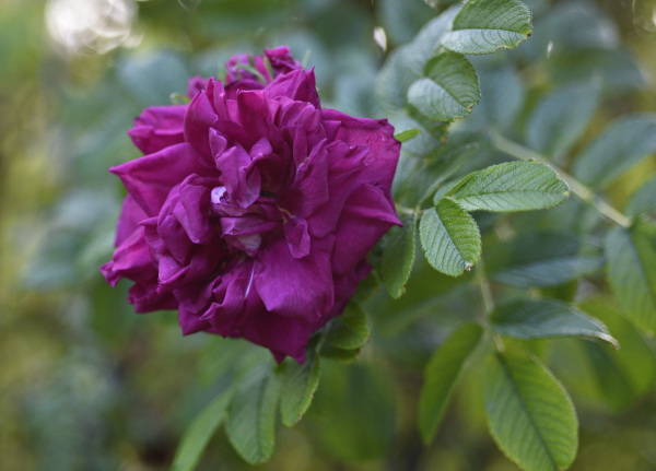 13 Sommerrosen Rose de l'Haÿ