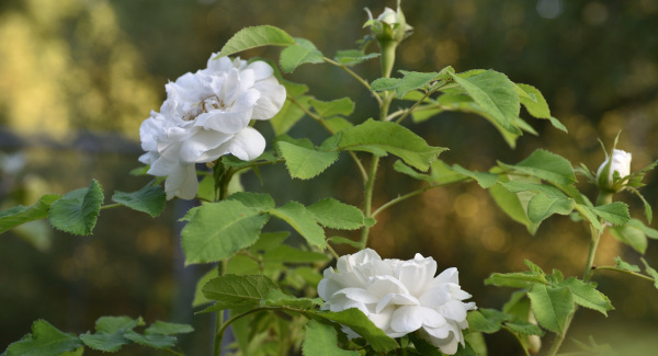 12 Sommerrosen Marie de St. Jean