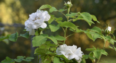 12 Sommerrosen Marie de St. Jean