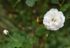 10 Sommerrosen Boule de Neige