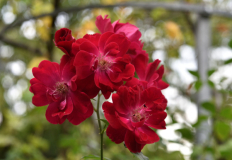 09 Sommerrosen Saarbrücken2