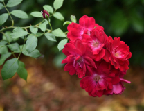08 Sommerrosen Saarbrücken1