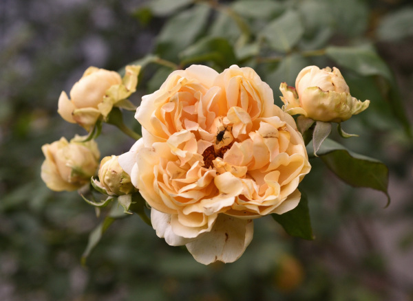 07 Sommerrosen Duchesse d'Auerstädt