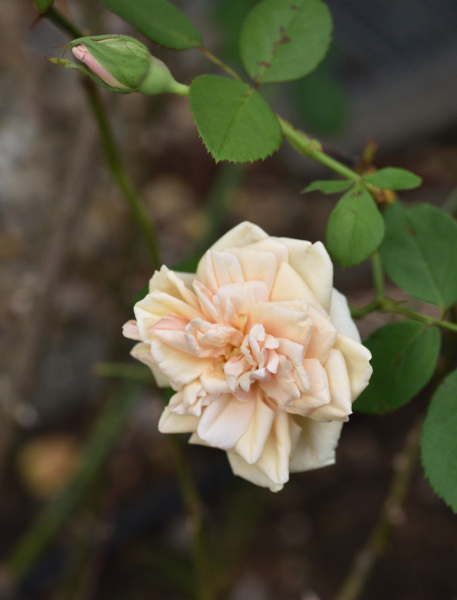 06 Sommerrosen Perle des Jardins
