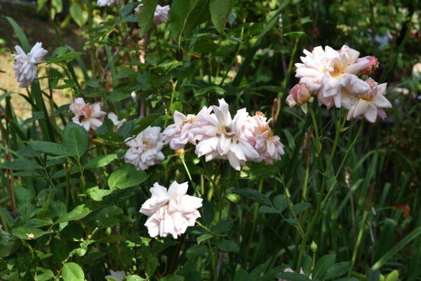 03 Sommerrosen Souvenir d'Elise Vardon