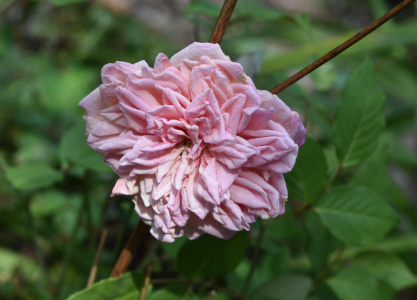 02 Sommerrosen Schildwech Zwerg Eingangsbeet