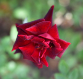 01 Sommerrosen Charles Mallerin