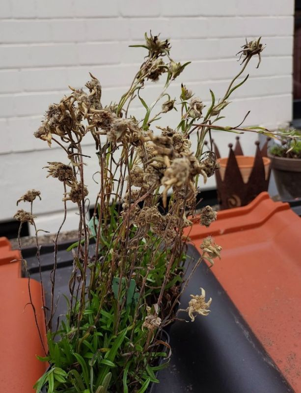 Edelweiss mit Stroh