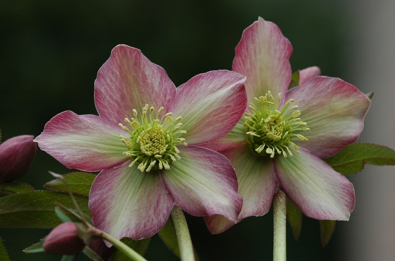Helleborus 4