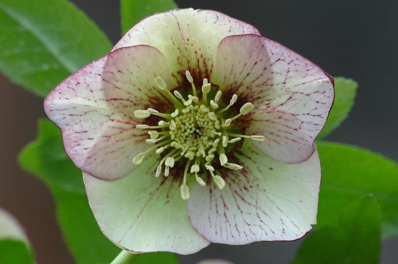 Helleborus 5