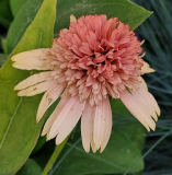 Ech cantalouoe september